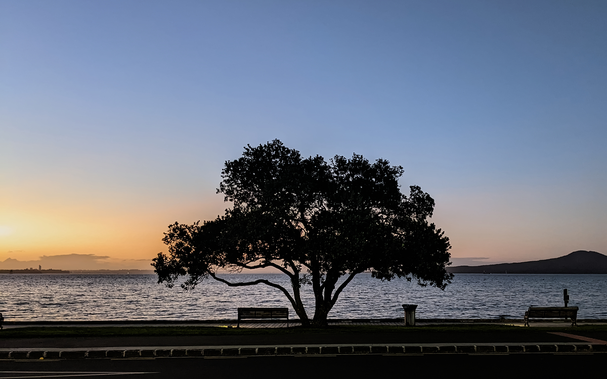 A tree at sunset with the ocean and Rangitoto Island in the background