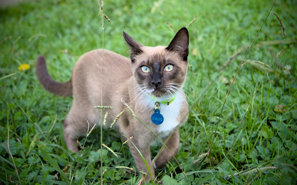 A brown cat wearing a collar