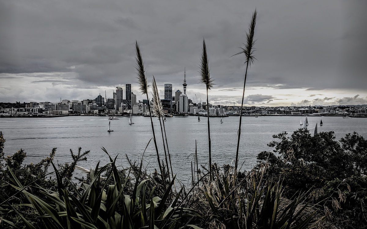Auckland City over the harbour with toetoe in the foreground