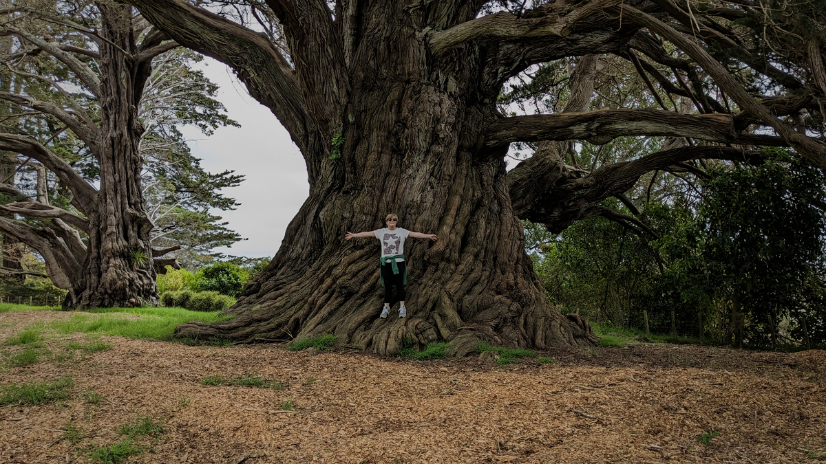 Gabba standing beside the worlds largest Macrocarpa tree, arms outstretched, looking very small in comparison