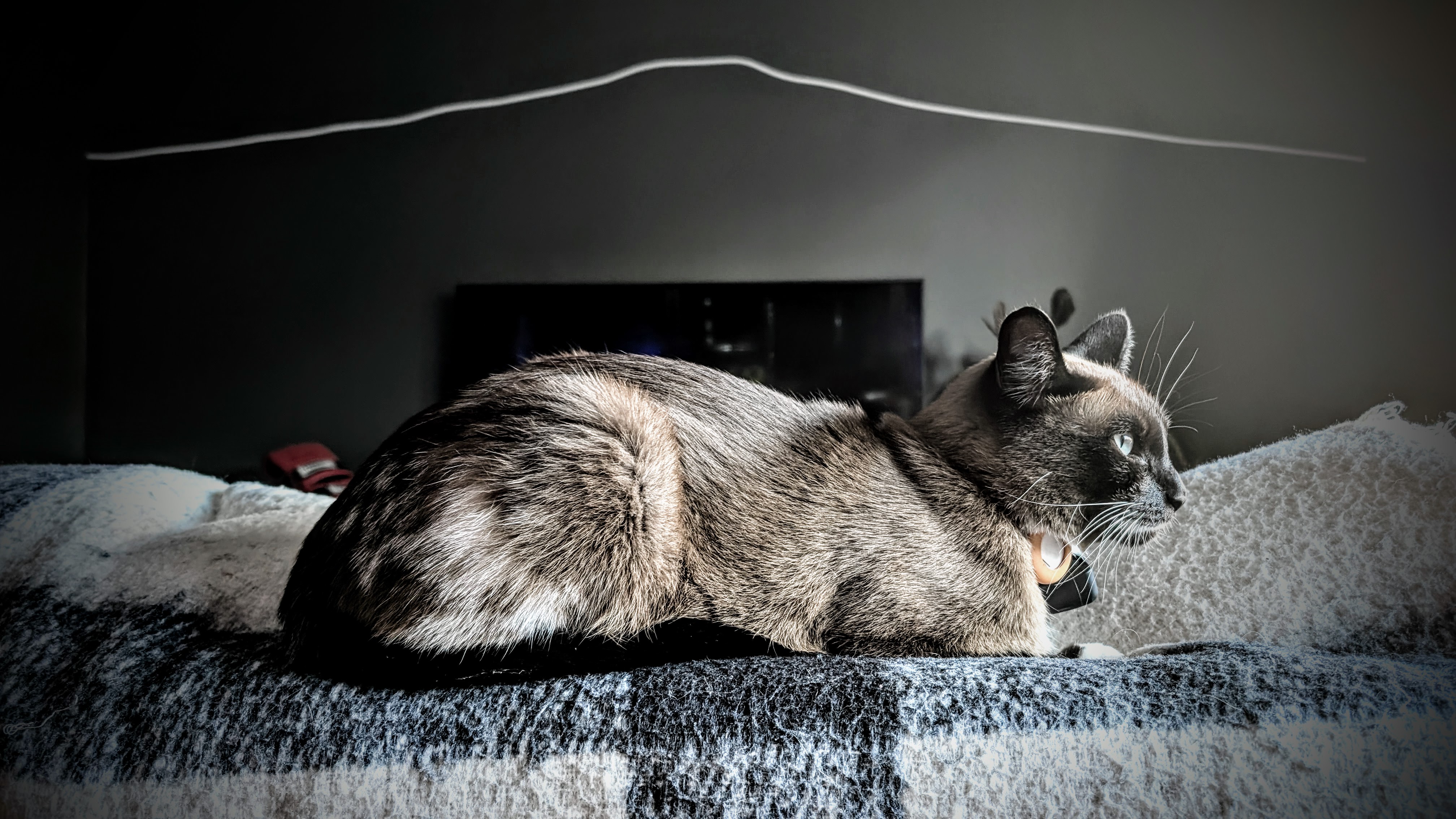 A brown cat sitting on the back of a couch on a blankie, possibly litstening to the music, possibly not