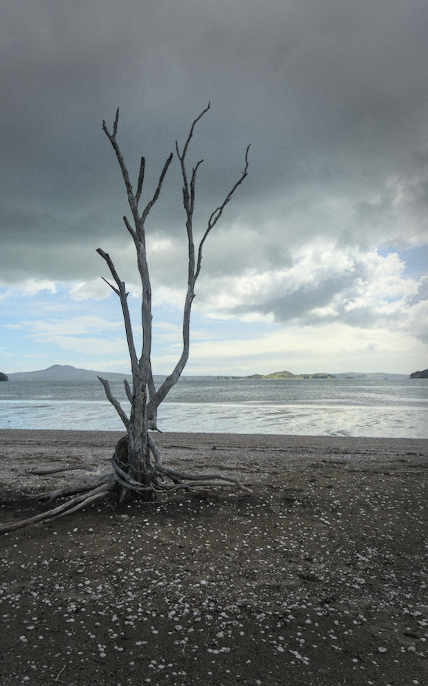 A dead tree growing out of a beach with Rangitoto in the background